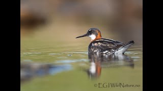 Wildlife photography  Getting close to the bird Rednecked phalarope [upl. by Hammond855]