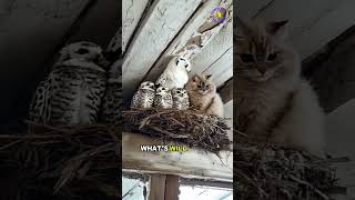 OWL NEST CRASHED BY A CAT YOU WON’T BELIEVE THIS [upl. by Apilef472]