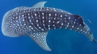 Whale Sharks of Ningaloo [upl. by Placia572]