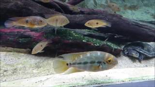 Barcelona CosmoCaixa  Amazon aquarium PART 3 [upl. by Aiset]