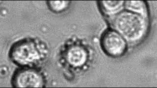 Probing Cell Adhesion Profiles with a Microscale Adhesive Choice Assay [upl. by Codie659]