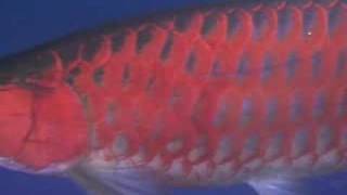 Powerfull Elkindored Arowana 60 cm [upl. by Siouxie]