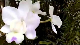 Cattleya walkeriana Var Semi Alba quotKennyquot AM  AOS fragrant species orchid on the wood [upl. by Felecia]