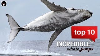 My Top 10 Whale jumps Incredible whales on camera revised [upl. by Enilrahc]