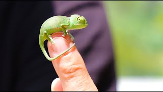 CHAMELEON Breeding Process from Start to Hatch [upl. by Ahsied206]