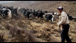 Yak Herders Singing in Tibet [upl. by Elfstan]