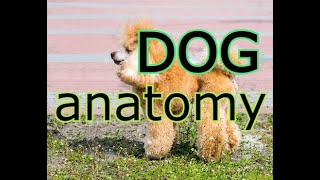 DOG ANATOMY  MUSCLES OF A DOG [upl. by Navi]