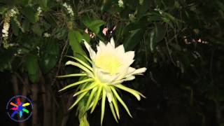 Reina de la Noche en los apartamentos Guacimeta en Lanzarote [upl. by Ahtar]