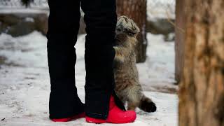 Pallass cat are happy to see a keeper who brought her a tasty meal [upl. by Wrennie]