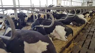 DCC Waterbeds  Comfort for your cows Confidence for you [upl. by Eelrebmik]