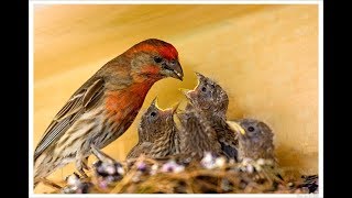 انتاج الهاوس فينش House finch breeding [upl. by Annek]