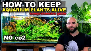 How To Keep Low Tech Aquarium Plants Alive  Comprehensive Guide 2022 [upl. by Lough]