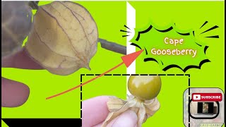 🫐PHYSALIS FRUIT  HOW BIG Do They GROW  Growing Cape Gooseberries From a Fruit in SOUTH AFRICA 🫐 [upl. by Eisnil]