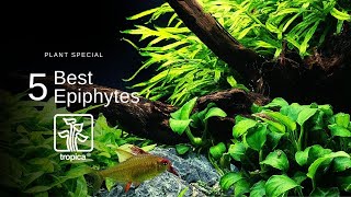 Top 5 Best Aquarium Plants to Attach to WoodRock [upl. by Imaj]