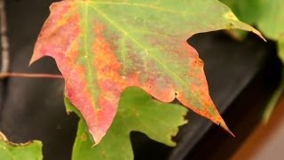 Verticillium Wilt on Trees [upl. by Yednil]