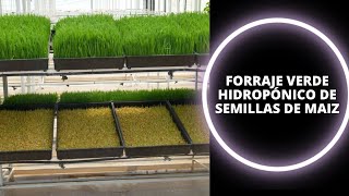 🌱Forraje Verde Hidropónico de Semillas de Maíz Tiempo de crecimientoCuidados [upl. by Eseyt306]