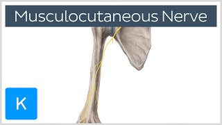 Musculocutaneous Nerve  Innervation amp Origin  Human Anatomy  Kenhub [upl. by Ridinger]