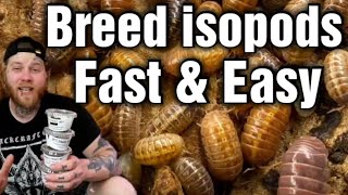 The Best Way To Breed Isopods Beginners Guide [upl. by Aihpledalihp]