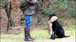 Just a curly coated retriever [upl. by Agler]