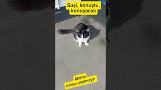 Suşi ile soru cevap cat kedi catlover keşfet bjk fb gs realmadrid [upl. by Aicitan]