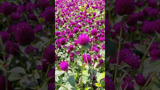 Beautiful Gomphrena globosa flower 🥰flowers gomphrena [upl. by Volnay484]