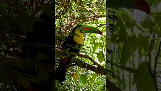 Toucan  Most Unique Vibrant Wonder [upl. by Eirolam]