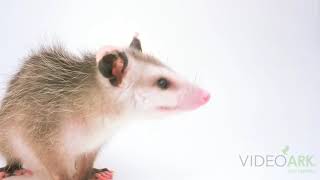 A Virginia opossum Didelphis virginiana pigra at St Francis Wildlife Association [upl. by Enilatan900]