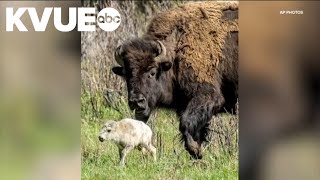 Reported birth of rare white buffalo calf in Yellowstone park fulfills Lakota prophecy [upl. by Yrahca826]