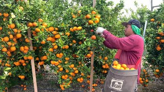 Pisca de Mandarina Por Contrato En Estados Unidos amazing harvest tangerine🍊 [upl. by Neehsas]