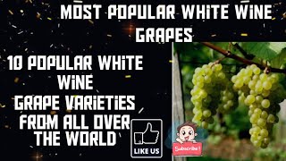 10 popular White Wine Grape Varieties From All Over world hoteliers  White wine grapes [upl. by Matthaus]