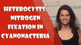 Heterocysts Nitrogen Fixation in Cyanonacteria [upl. by Christmas]