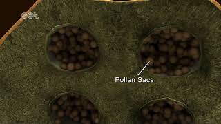 Formation of Pollen [upl. by Hughett]