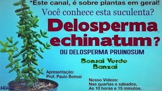 Delosperma echinatum uma linda suculenta e reflexão ficaemcasa [upl. by Lletnom]