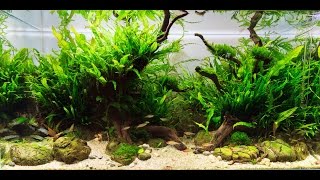 HOW TO Care for Aquarium Plants [upl. by Whatley]