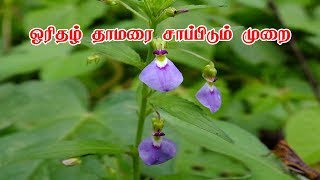 ஓரிதழ் தாமரை சாப்பிடும் முறை How To use Orithal Thamarai  Hybanthus  Siththrkal Ulagam [upl. by Smiga203]