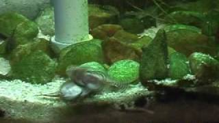 Hillstream Loaches  Sparring and lots of youngsters [upl. by Batholomew865]