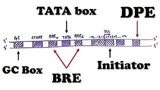 Eukaryotic Transcription  Promoter Structure and Organization TATA box Initiator BRE MTE etc [upl. by Noslen844]