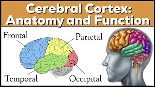 Lobes of the Brain Cerebrum Anatomy and Function Cerebral Cortex [upl. by Vyky]