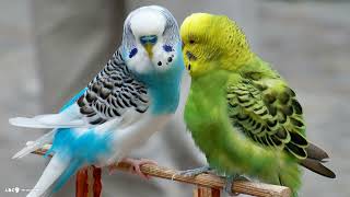 30 DK MUHABBET KUŞU ÇİFTLEŞTİRME KIZIŞTIRMA SESİ DİNLETİN 2 GÜN ÇİFTLEŞSİN budgie mating sound [upl. by Kristan293]