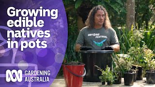 How to grow bush foods in containers  Australian native plants  Gardening Australia [upl. by Ettelrahc]