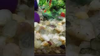 Filhotes de Platy aquário aquarium platy aquarismo fish cuteplatys fishtank plati [upl. by Ayekehs233]