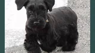 Dogs Picture Collection Of Puppy Terrier Cesky [upl. by Rickey]