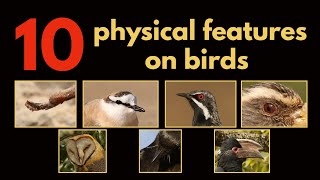 10 PHYSICAL FEATURES ON BIRDS [upl. by Ecitsuj]