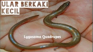 Memberi Makan Kadal Ular  Lygosoma Quadrupes [upl. by Peers890]