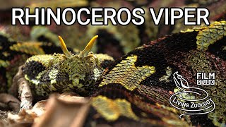 Deadly venomous Rhinoceros viper Bitis nasicornis from Africa gabino  hybrid with Gaboon viper [upl. by Driscoll131]