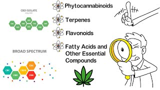 FCE™ vs FSE vs Isolate vs Distillate Animation [upl. by Anetta]