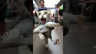 ALLAH GUIDE US ON RIGHT PATH cat shorts catsinislam cat islam motivation video [upl. by Faline]