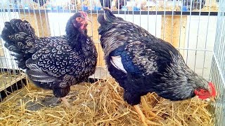 Barnaveldai  Barnevelder Silver Double Laced Chicken [upl. by Stine]