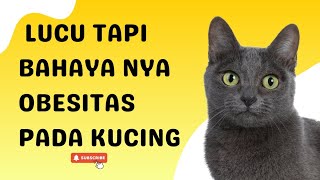 Lucu Tapi Bahaya nya Obesitas Pada Kucing [upl. by Toulon824]