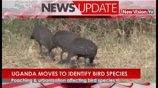 Uganda moves to identify bird species [upl. by Birgitta]